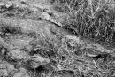 Casamance 6